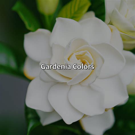 gardenia olor